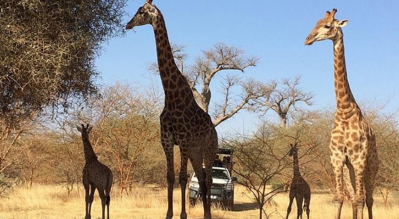 Bandia Reserve, Near Saly, Thiès Region, Senegal